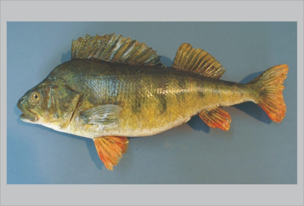 final perch 1
